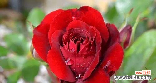 探寻花朵与英雄的奇妙联系 花开英雄传——以花语代表英雄的花