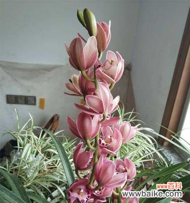 神秘的花朵与坚强的生命力 大花蕙兰