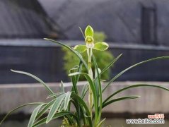 馨香芬芳 兰花之意——美丽与高尚