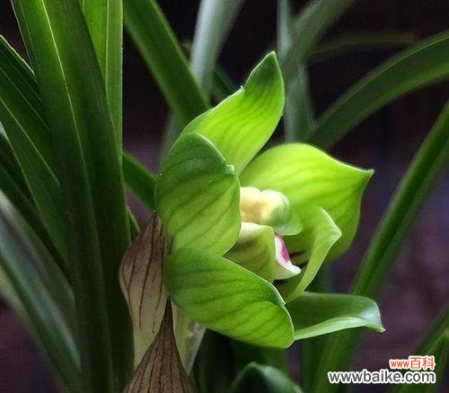 馨香芬芳 兰花之意——美丽与高尚