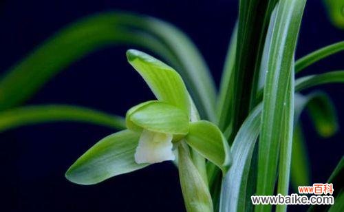 馨香芬芳 兰花之意——美丽与高尚