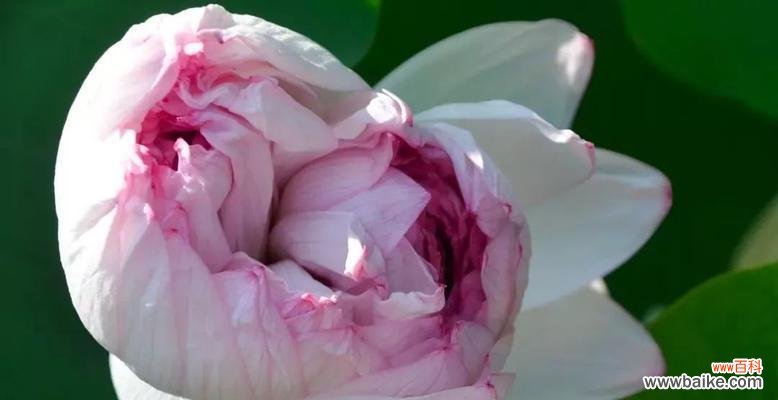 两心相印 并蒂莲，花开如意