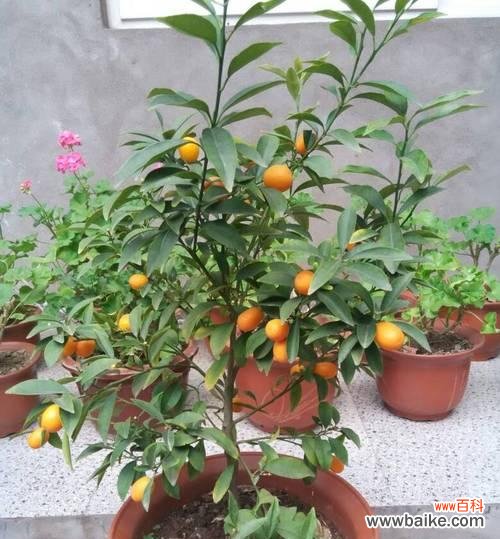 桔子 桔子的象征意义及文化内涵