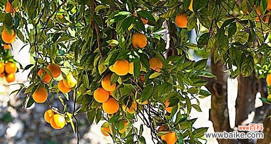 桔子 桔子的象征意义及文化内涵