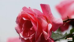 娇艳粉色 粉色月季花的花语与寓意