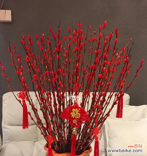 华彩绽放 年宵花，吉祥之源