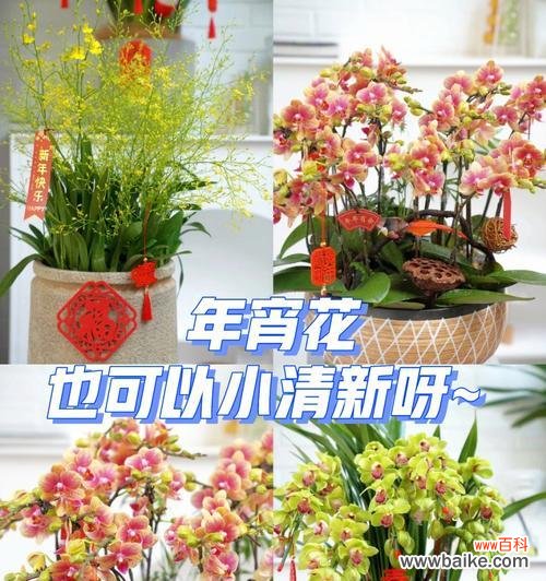 华彩绽放 年宵花，吉祥之源