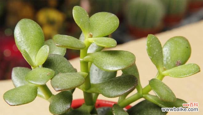 以花开爆盆 掌握养花爆盆的方法，让花开得更美