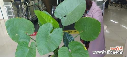 以滴水观音菩萨代表的慈悲与智慧之道 滴水观音菩萨