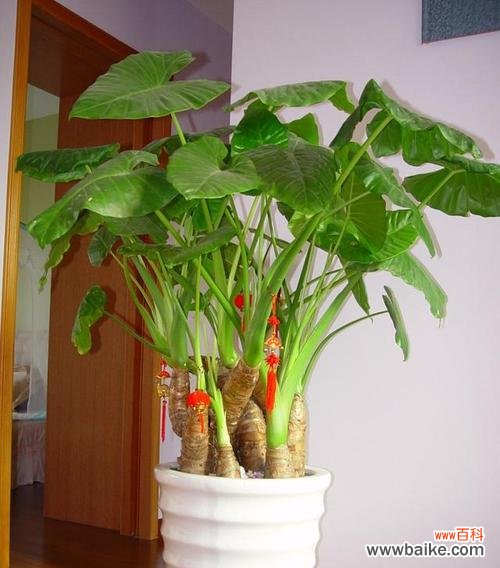 以滴水观音菩萨代表的慈悲与智慧之道 滴水观音菩萨