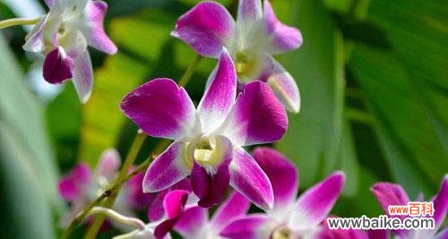 花开似锦 探秘石斛兰花的花语之美