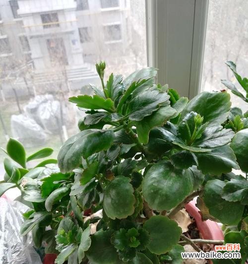 寻找长寿密码 长寿之道