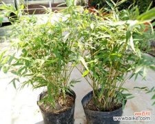 翠竹之美 翠竹的象征意义与价值