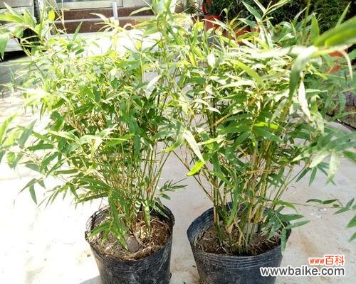 翠竹之美 翠竹的象征意义与价值