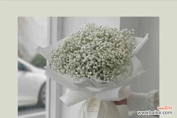 两种满天星花语解读 粉满天星和蓝满天星