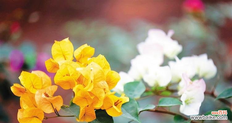 揭秘三角梅的花语传说 三角梅花语的深意