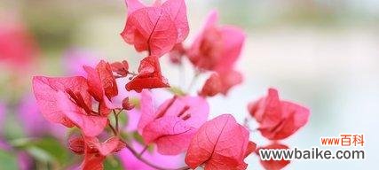 揭秘三角梅的花语传说 三角梅花语的深意