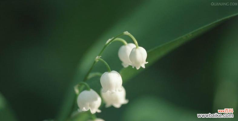 探索冬天花卉背后的美丽寓意 冬日花卉的花语与意义