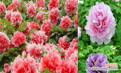 探索冬天花卉背后的美丽寓意 冬日花卉的花语与意义