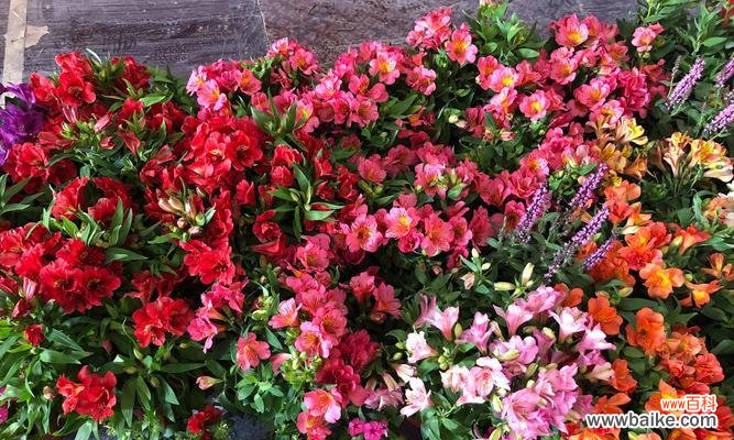 探索冬天花卉背后的美丽寓意 冬日花卉的花语与意义