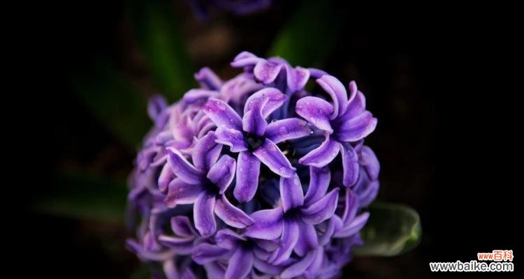 探寻风信子的情感和象征 风信子花语的奥秘