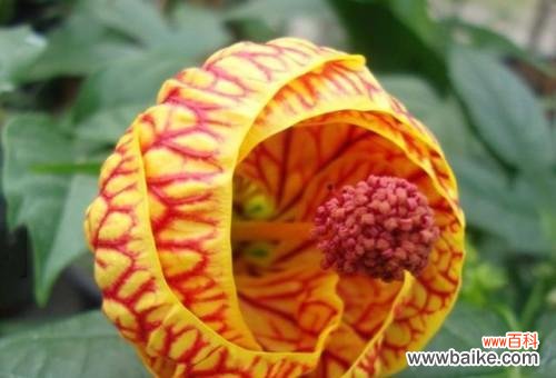 悼念、寄托与转变 生命凋零