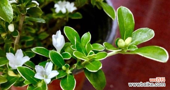 侧柏花语的美丽含义及文化底蕴 侧柏花语与寓意