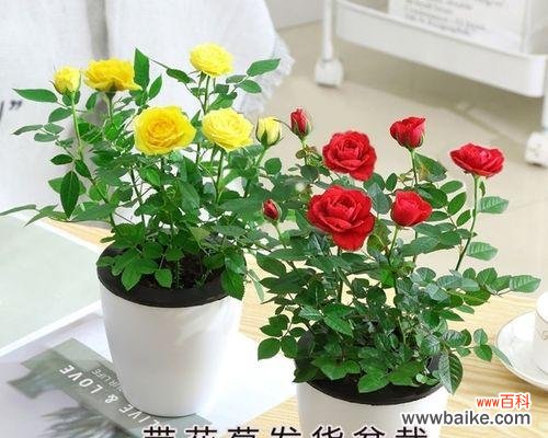 探寻玫瑰花的深层内涵 玫瑰花的意义与象征