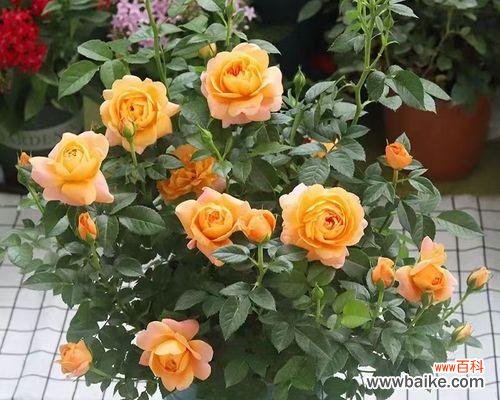 探寻玫瑰花的深层内涵 玫瑰花的意义与象征