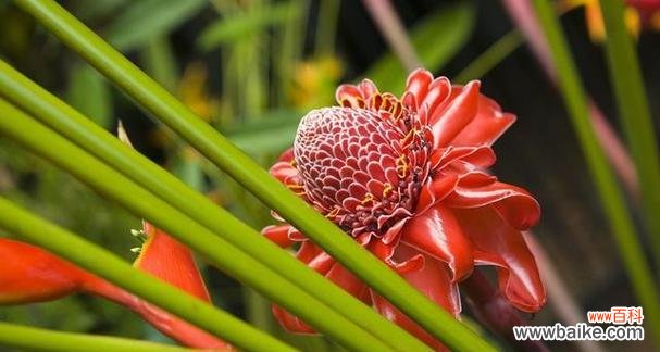 神秘而娇美的雁来红之谜 《雁来红花语与传说》