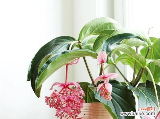 神秘而娇美的雁来红之谜 《雁来红花语与传说》