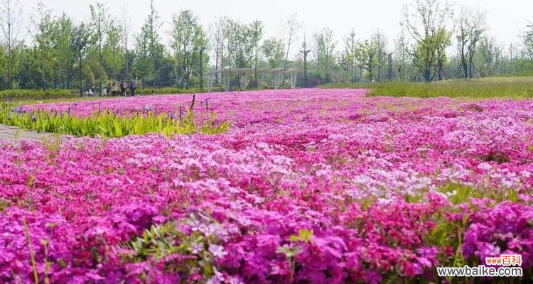 神秘而娇美的雁来红之谜 《雁来红花语与传说》