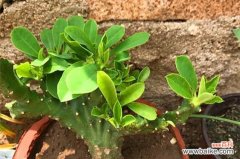 探寻麒麟掌的花语及其象征意义 麒麟掌之花语与寓意