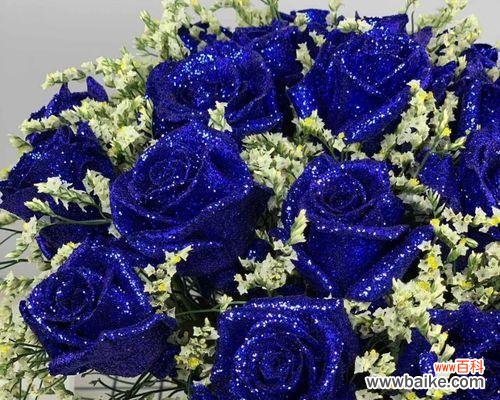 探索蓝色玫瑰花语的含义 蓝色玫瑰的深情与神秘