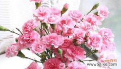 探寻粉色康乃馨的花语与象征意义 康乃馨花语与粉色康乃馨的意义