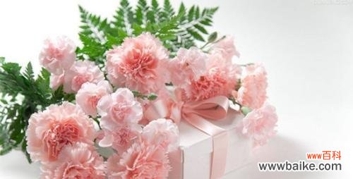 探寻粉色康乃馨的花语与象征意义 康乃馨花语与粉色康乃馨的意义