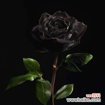 解读黑色曼陀罗花的象征意义与神秘传说 黑色曼陀罗花语与传说