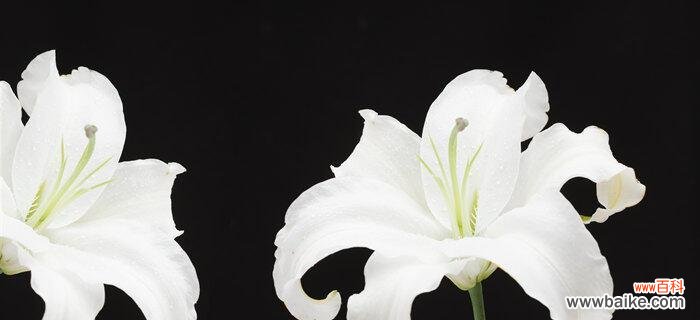 解读黑色曼陀罗花的象征意义与神秘传说 黑色曼陀罗花语与传说