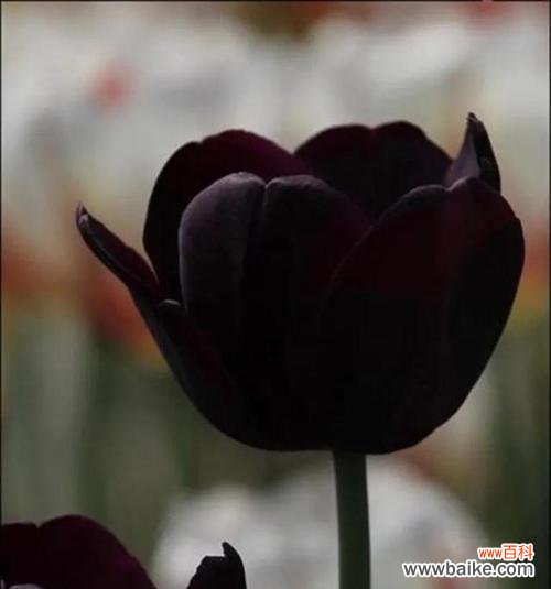 解读黑色曼陀罗花的象征意义与神秘传说 黑色曼陀罗花语与传说