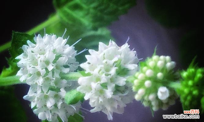 揭秘薄荷的秘密与传统文化故事 薄荷花语的含义及相关传说