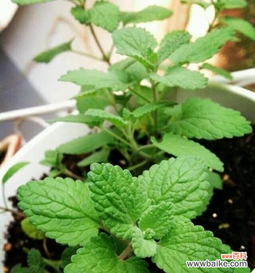 揭秘薄荷的秘密与传统文化故事 薄荷花语的含义及相关传说