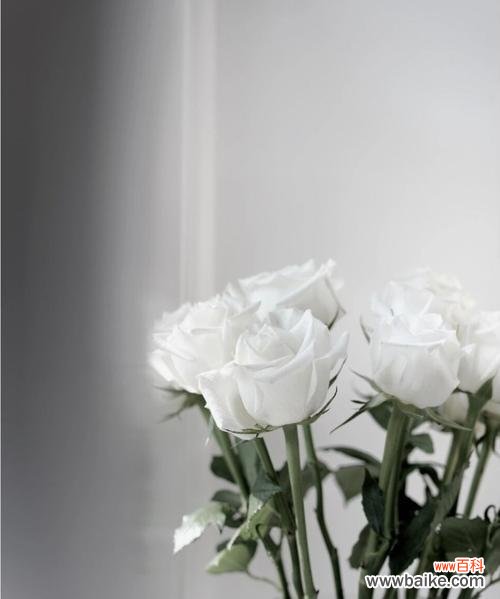 探寻白玫瑰的深层意蕴 白玫瑰的象征意义与美丽之魅力