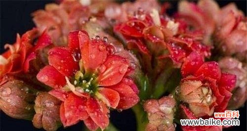 以花为媒介 男人之花