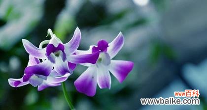 从传统到现代 探寻兰花的花语和寓意