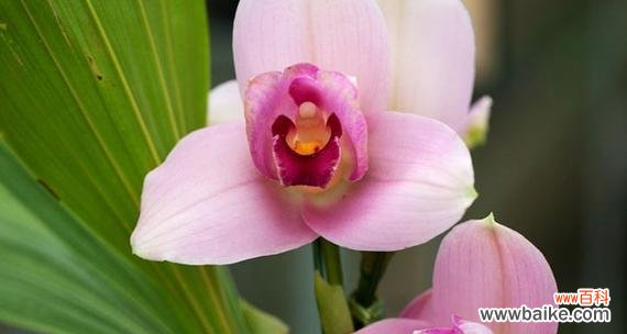 从传统到现代 探寻兰花的花语和寓意