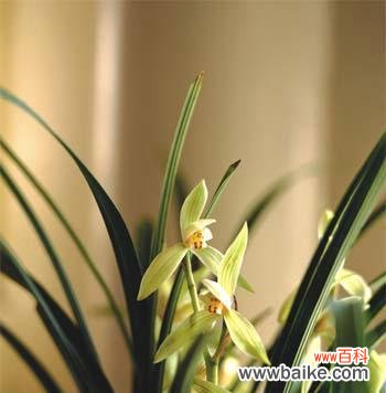 从传统到现代 探寻兰花的花语和寓意