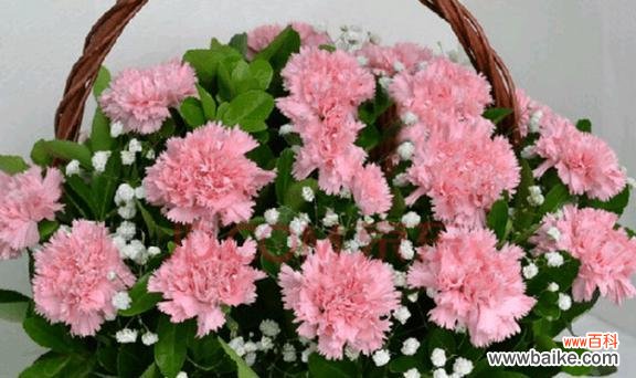 以花朵之语祈愿康复之光 以康乃馨代表早日康复