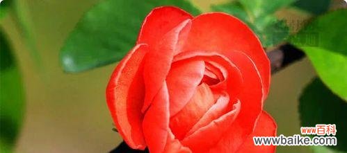 花开富贵 春海棠花的寓意和象征风水解析