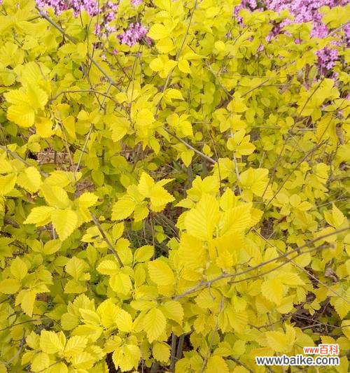 探索金叶榆的魅力与象征意义 金叶榆-生命力与希望的象征