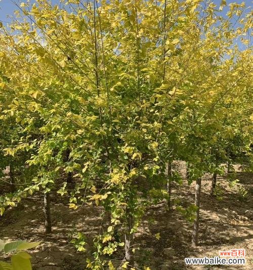 探索金叶榆的魅力与象征意义 金叶榆-生命力与希望的象征